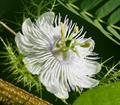 white passionflower